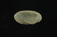 藏品(石蚌)的圖片